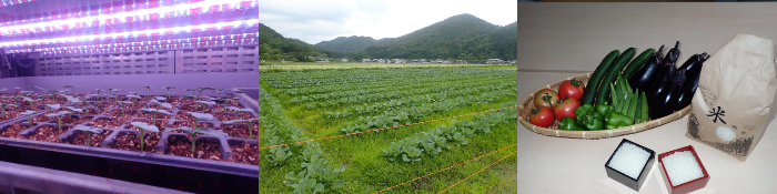 Photo: Ears of rice, radish, field