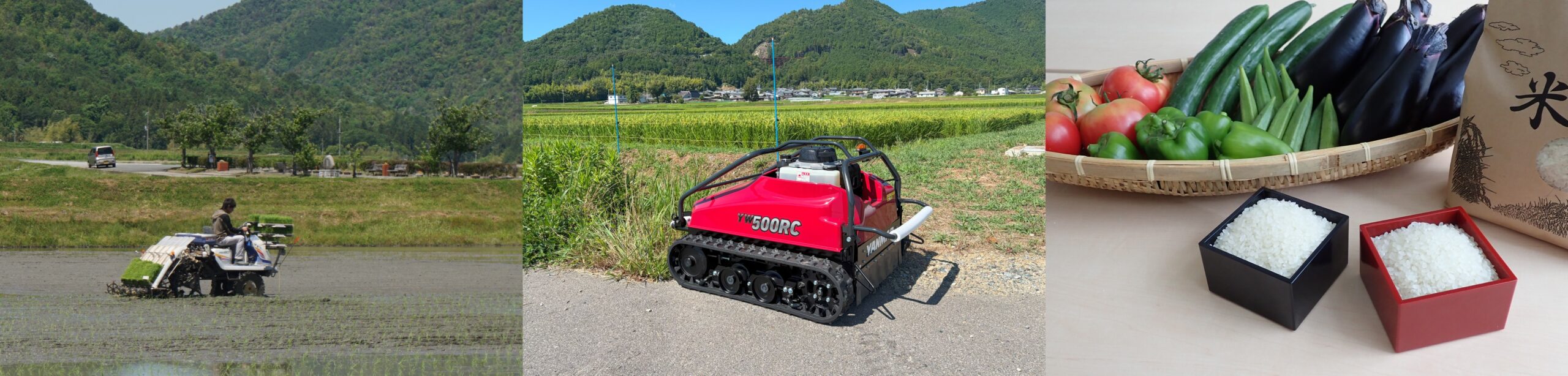 写真:稲穂、大根、畑